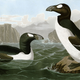 Image for article titled How French Gained, Lost, And Then Regained the Word for "Penguin"